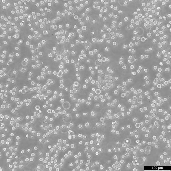 NB-4 cell