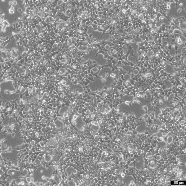 NCCIT cell