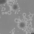 NCH612 cell