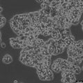 NCI-H1395 cell