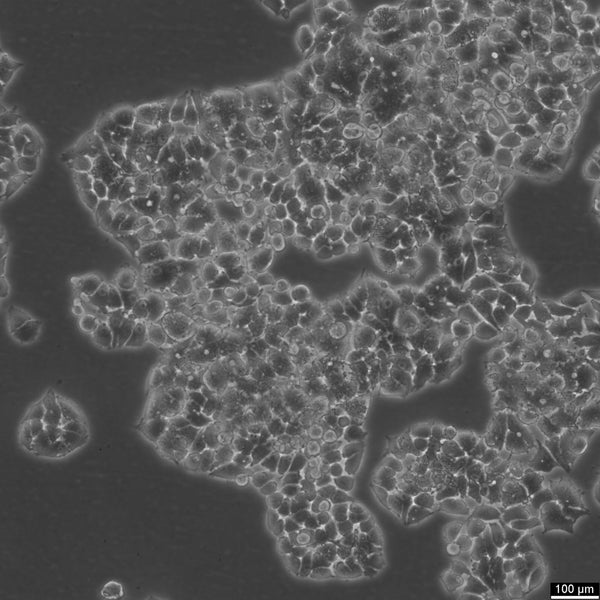 NCI-H1395 cell