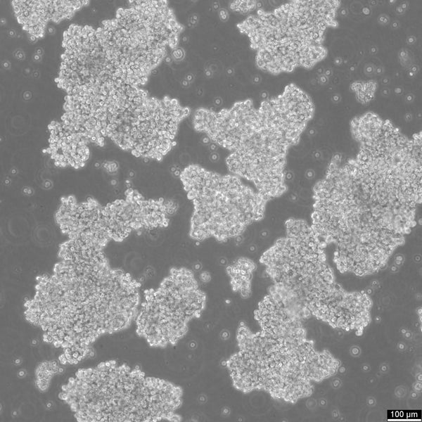 NCI-H146 cell