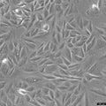 NCI-H1563 cell