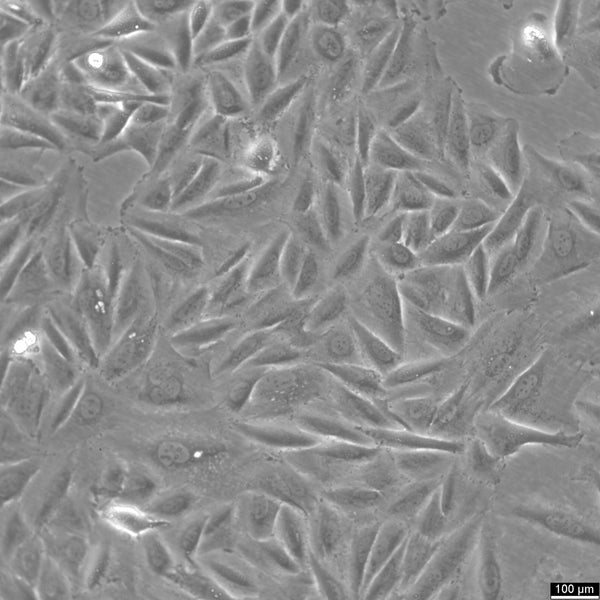 NCI-H1563 cell