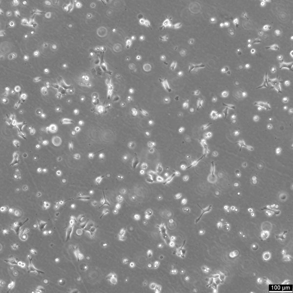 NCI-H1568 cell