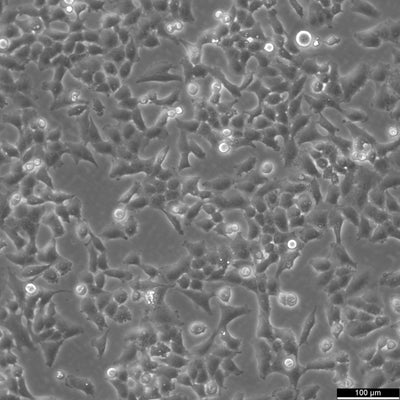 NCI-H157 cell