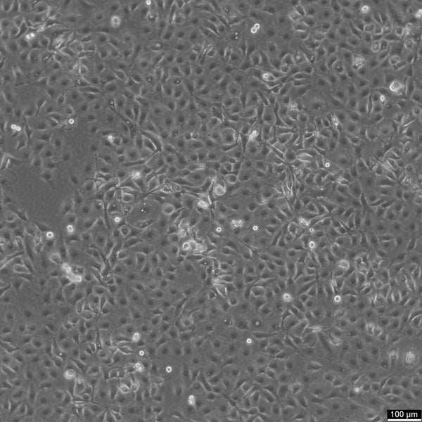 NCI-H1650 cell