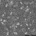 NCI-H1703 cell