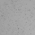 NCI-H1781 cell