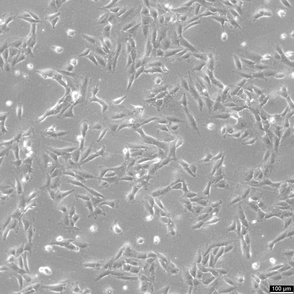 NCI-H1792 cell