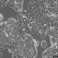 NCI-H1944 cell