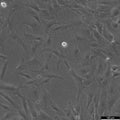 NCI-H196 cell
