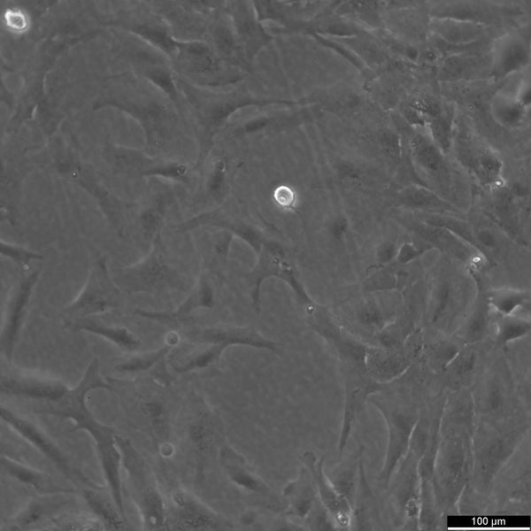 NCI-H196 cell