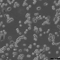 NCI-H1993 cell