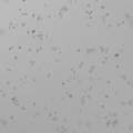 NCI-H2087 cell