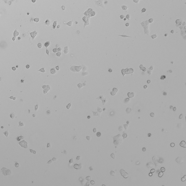 NCI-H2087 cell