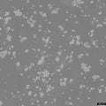NCI-H2122 cell