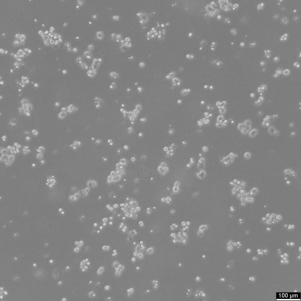 NCI-H2122 cell