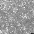 NCI-H2347 cell