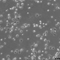 NCI-H23 cell