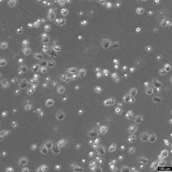 NCI-H23 cell