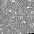NCI-H2452 cell