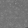 NCI-H292 cell