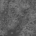 NCI-H3122 cell