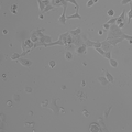NCI-H322 cell
