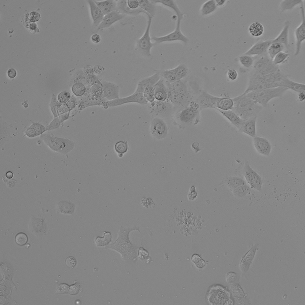 NCI-H322 cell