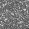 NCI-H358 cell – Figure 1 of 1