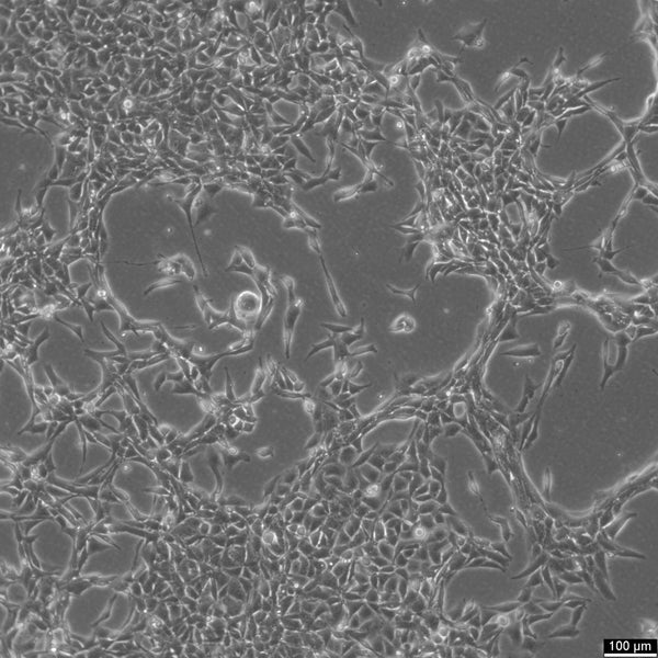 NCI-H446 cell