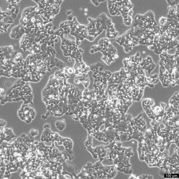 NCI-H520 cell