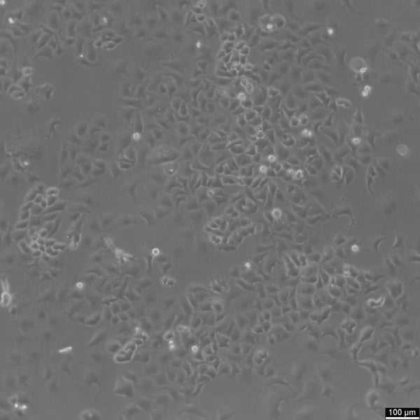 NCI-H522 cell