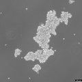 NCI-H524 cell