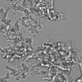 NCI-H526 cell