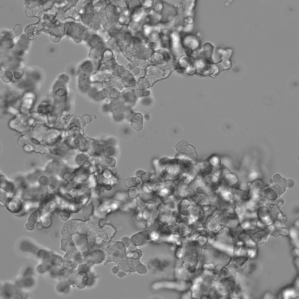 NCI-H526 cell