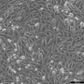 NCI-H647 cell