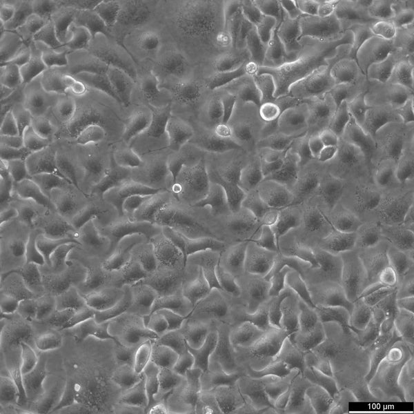 NCI-H661 cell