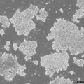 NCI-H69 cell