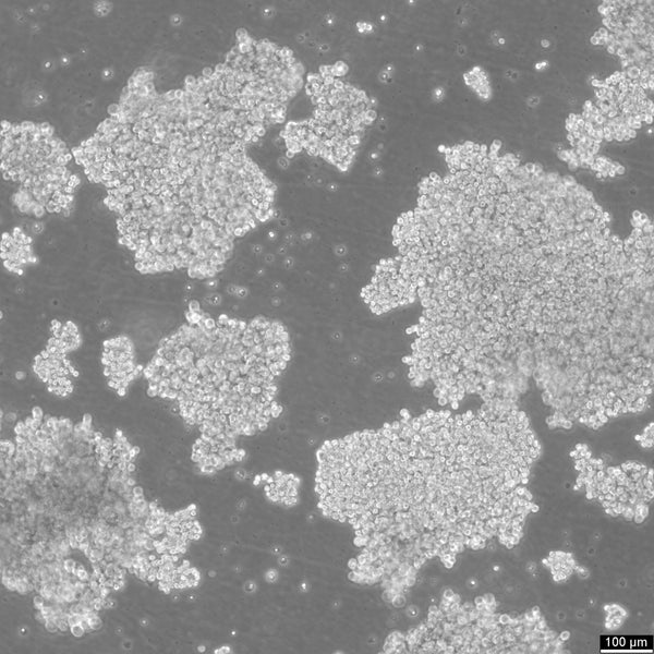 NCI-H69 cell