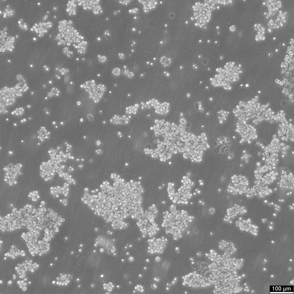NCI-H716 cell