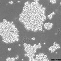 NCI-H82 cell