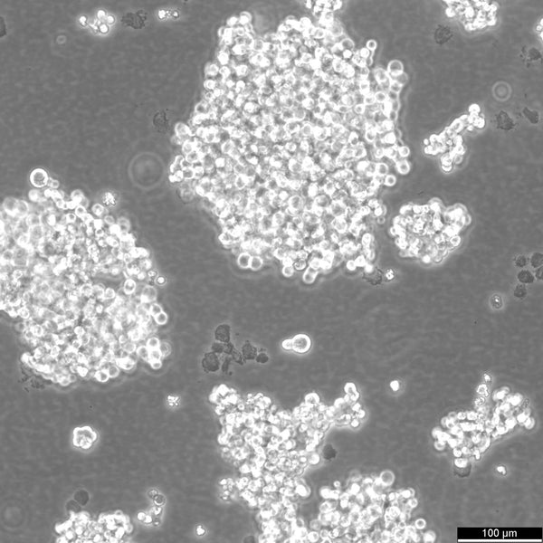 NCI-H82 cell