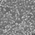 NCI-H838 cell