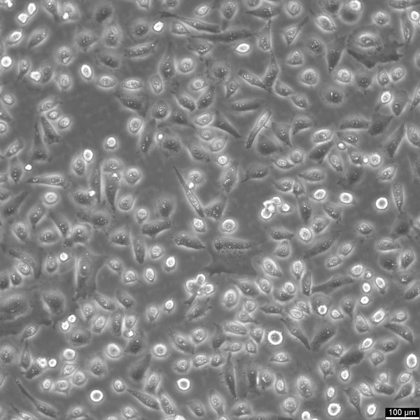 NCI-H838 cell