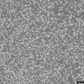 NCI-H929 cell