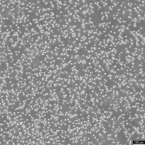 NCI-H929 cell