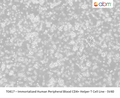 Immortalized Human Peripheral Blood CD4+ Helper T Cell Line - SV40 | Applied Biological Materials (abm)
