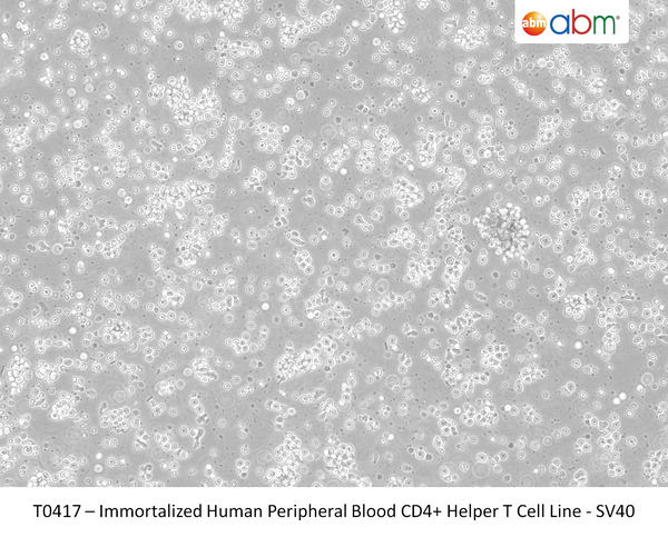 Immortalized Human Peripheral Blood CD4+ Helper T Cell Line - SV40 | Applied Biological Materials (abm)